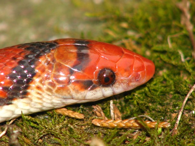 scarlet snake eyes